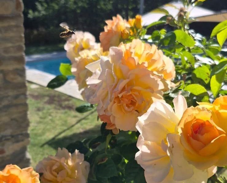 le mie stupende rose